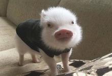 1995年屬豬的人2021年運勢 27歲佩戴什么吉祥物好