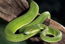 2001年屬蛇的人2021年運(yùn)勢(shì) 21歲佩戴什么吉祥物好