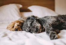 2020年農歷三月十九日子適合安床嗎,4月11日財神吉位解析