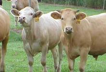 2021年適合生子的屬相 2021年添丁幾月份好?