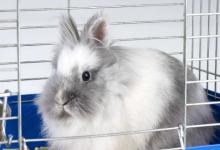 2011年屬兔的人2021年運勢 11歲佩戴什么吉祥物好