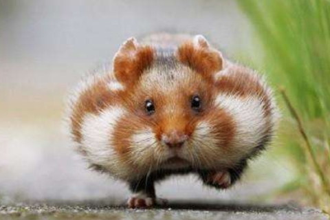 1996年屬鼠人2021年運(yùn)勢男命 96年出生25歲生肖鼠男2021年運(yùn)程詳解