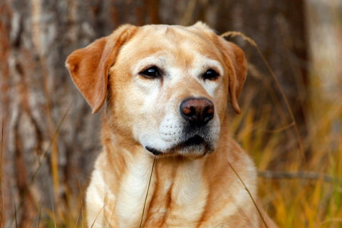 1994年屬狗的人2021年運程 今年刑太歲多大了幾歲?