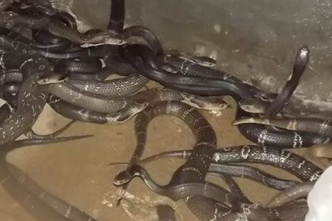 1989年屬蛇人2021年運(yùn)勢男命 89年出生32歲生肖蛇男2021年運(yùn)程詳解