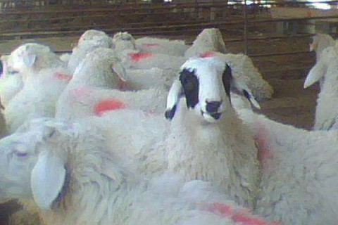 2021年屬羊沖太歲如何化解,牛年屬羊今年犯太歲帶什么好