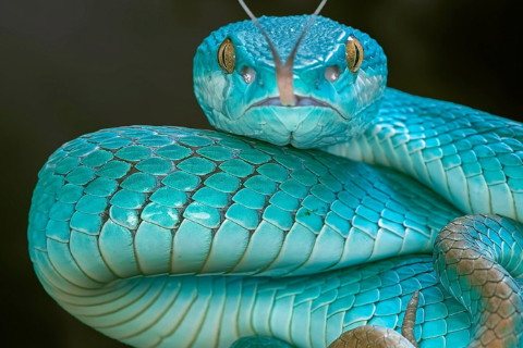 1977年屬蛇的人2021年運程 今年多大了幾歲?