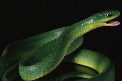 2021年屬蛇運勢及運程詳解,屬蛇人2021年佩戴什么吉祥物好