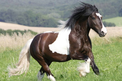 2021年屬馬運勢及運程詳解，屬馬2021年佩戴什么吉祥物好