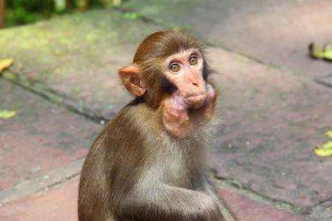 屬猴的2021年運勢運程 牛年屬猴人每月運程詳解