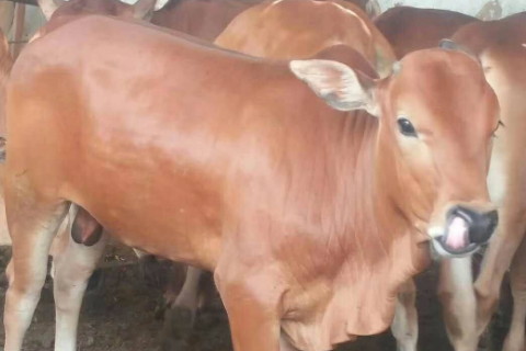 2021年本命年有什么講究嗎?牛年本命有什么忌諱