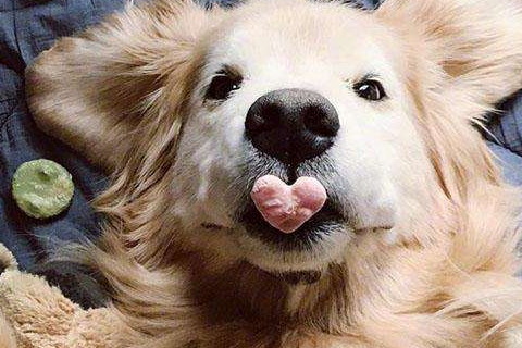 2021年屬狗犯太歲送什么禮物好?牛年刑太歲怎么化解?