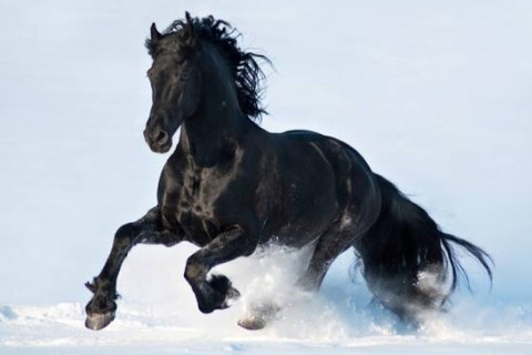 1978年屬馬的人2021年運程 今年害太歲多大了幾歲?