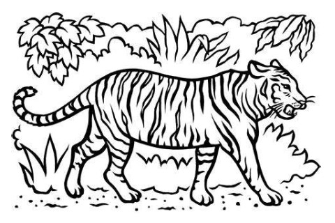 2021年屬虎人全年運(yùn)程如何 屬虎人2021年每月運(yùn)勢(shì)大全