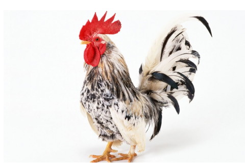 1981年屬雞的人2021年運程 今年多大了幾歲?