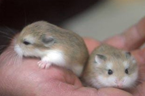 1972年屬鼠的今年本命年多少歲,2020年運勢如何