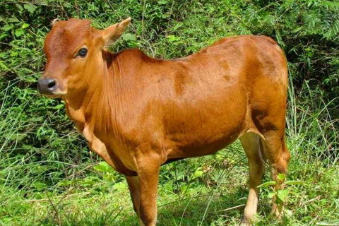 2021年生寶寶幾月份好,牛年適合生寶寶的生肖