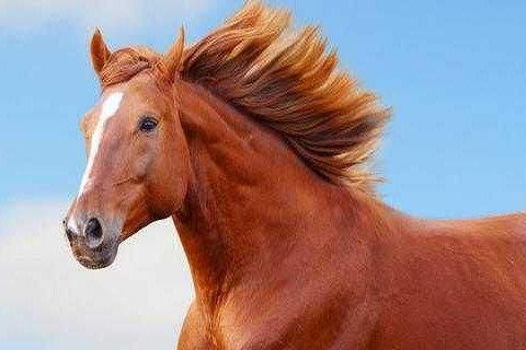 2020年屬馬沖太歲怎么辦,沖太歲是什么意思