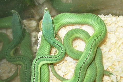 1989年屬蛇的人2021年運程 今年多大了幾歲?