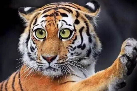 屬虎的2021年運(yùn)勢(shì)運(yùn)程 牛年屬虎人每月運(yùn)程詳解