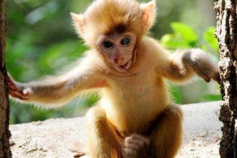 1992年屬猴人2021年運勢男命 92年出生29歲生肖猴男2021年運程詳解