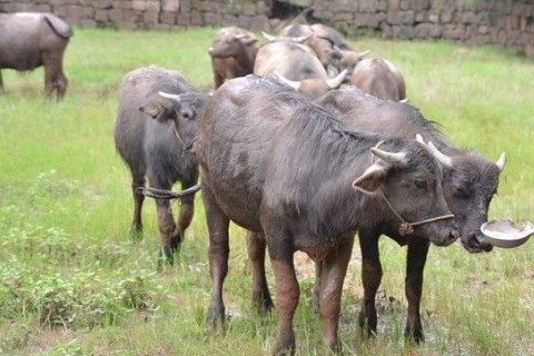 1997年屬牛人2021年運勢男命 97年出生24歲生肖牛男2021年運程詳解