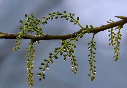 2020今日清明節安葬逝者好嗎,清明節為什么又叫鬼節？(圖文)