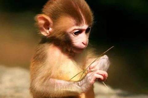 屬猴人2021年運勢運程 2021年屬猴人的全年每月運勢及完整版