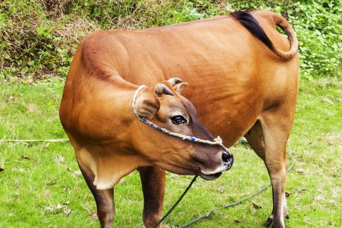 2021年屬牛本命年戴什么轉運,犯太歲佩戴什么化解