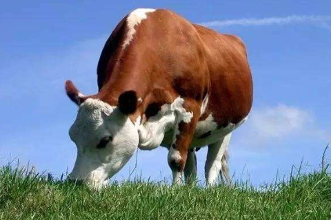 屬牛的2021年運勢運程 牛年屬牛人每月運程詳解