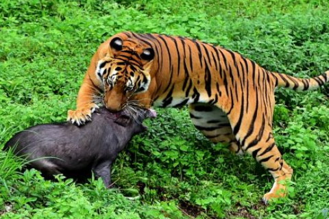 1986年屬虎的人2021年運(yùn)程 今年多大了幾歲?