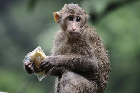 麥玲玲屬猴人2021年運(yùn)勢運(yùn)程 2021年生肖猴運(yùn)程