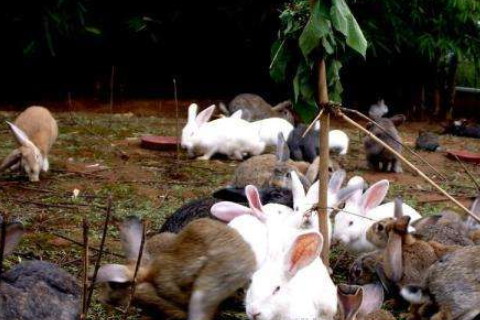 1987年屬兔人2021年運勢男命 87年出生34歲生肖87男2021年運程詳解