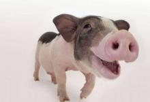 麥玲玲屬豬人2021年運勢運程 2021年生肖豬運程