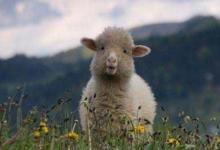 2021年屬羊人全年運(yùn)程如何 屬羊人2021年每月運(yùn)勢(shì)大全