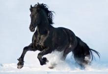 1978年屬馬的人2021年運程 今年害太歲多大了幾歲?