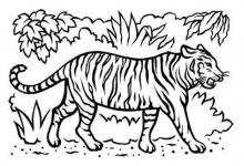 2021年屬虎人全年運程如何 屬虎人2021年每月運勢大全