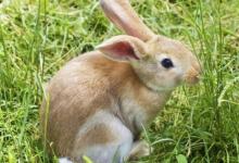 2021年屬兔人全年運(yùn)程如何 屬兔人2021年每月運(yùn)勢大全