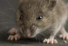 1996年屬鼠的人2021年運(yùn)程 今年多大了幾歲？