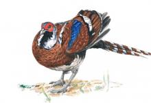 1993年屬雞的人2021年運(yùn)程 今年多大了幾歲?