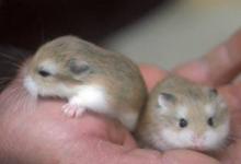 1972年屬鼠的今年本命年多少歲,2020年運勢如何