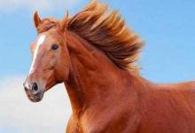 2020年屬馬沖太歲怎么辦,沖太歲是什么意思