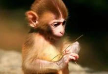 屬猴人2021年運(yùn)勢運(yùn)程 2021年屬猴人的全年每月運(yùn)勢及完整版