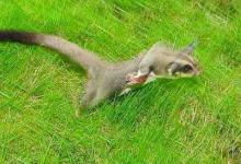 2020年屬鼠人本命年那個優秀命 屬鼠人本命年要注意什么