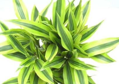 辦公室風水植物如何擺放才能促進工作運勢？(圖文)