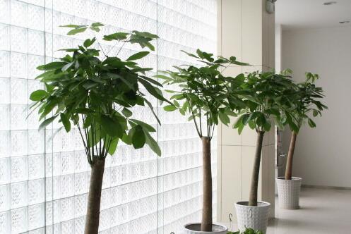 辦公室選擇什么植物擺放好 最能提升個人財運(圖文)