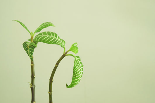 屬龍的人2020年5月運勢如何