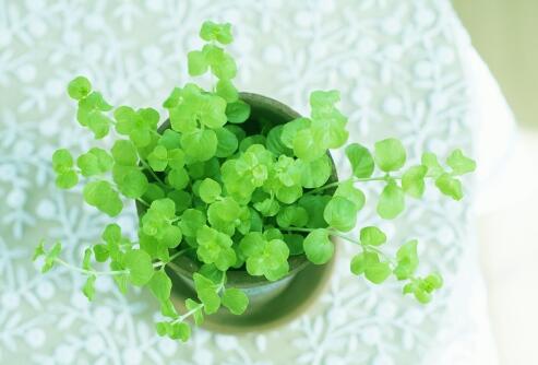 辦公室植物選擇擺放注重哪些風水細則才能旺運(圖文)