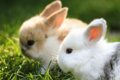 2020年屬兔人佩戴什么開運吉祥物吊墜和手鏈首飾好