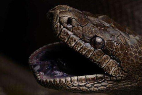 屬蛇男2021年全年運勢及運程,屬蛇人2021年佩戴什么飾品最旺