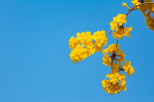 十二生肖5月運勢